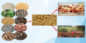 Chế độ ăn uống cho gà đá khoa học và đầy đủ dưỡng chất